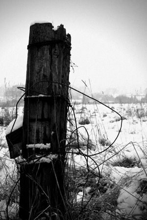 railway-fence-stump_web_size.jpg